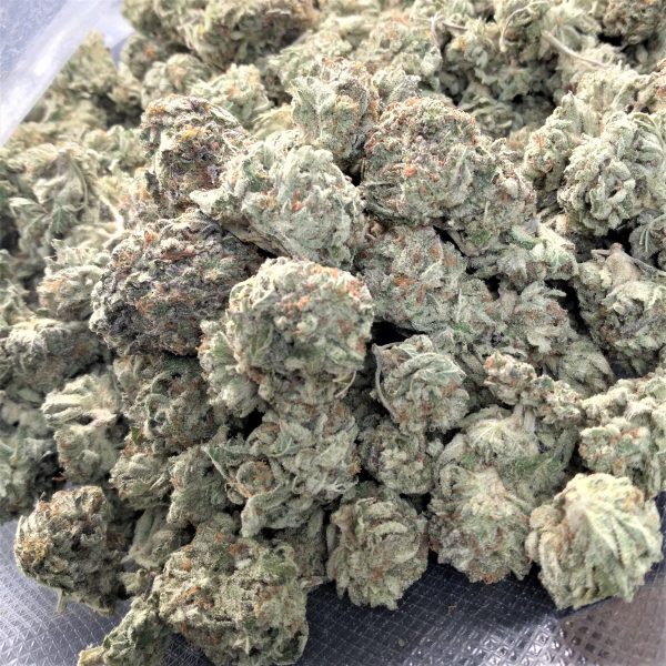 Blue cheese 2 scaled - Power Plant Health