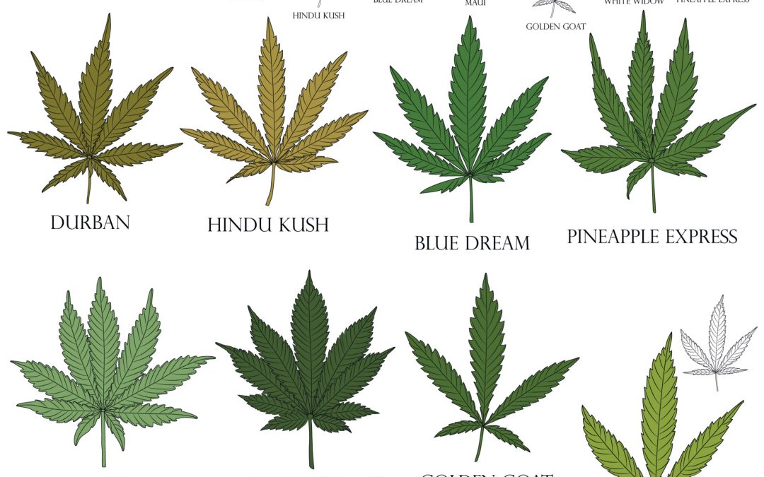 What is Hybrid Cannabis? Exploring the World of Hybrid Strains