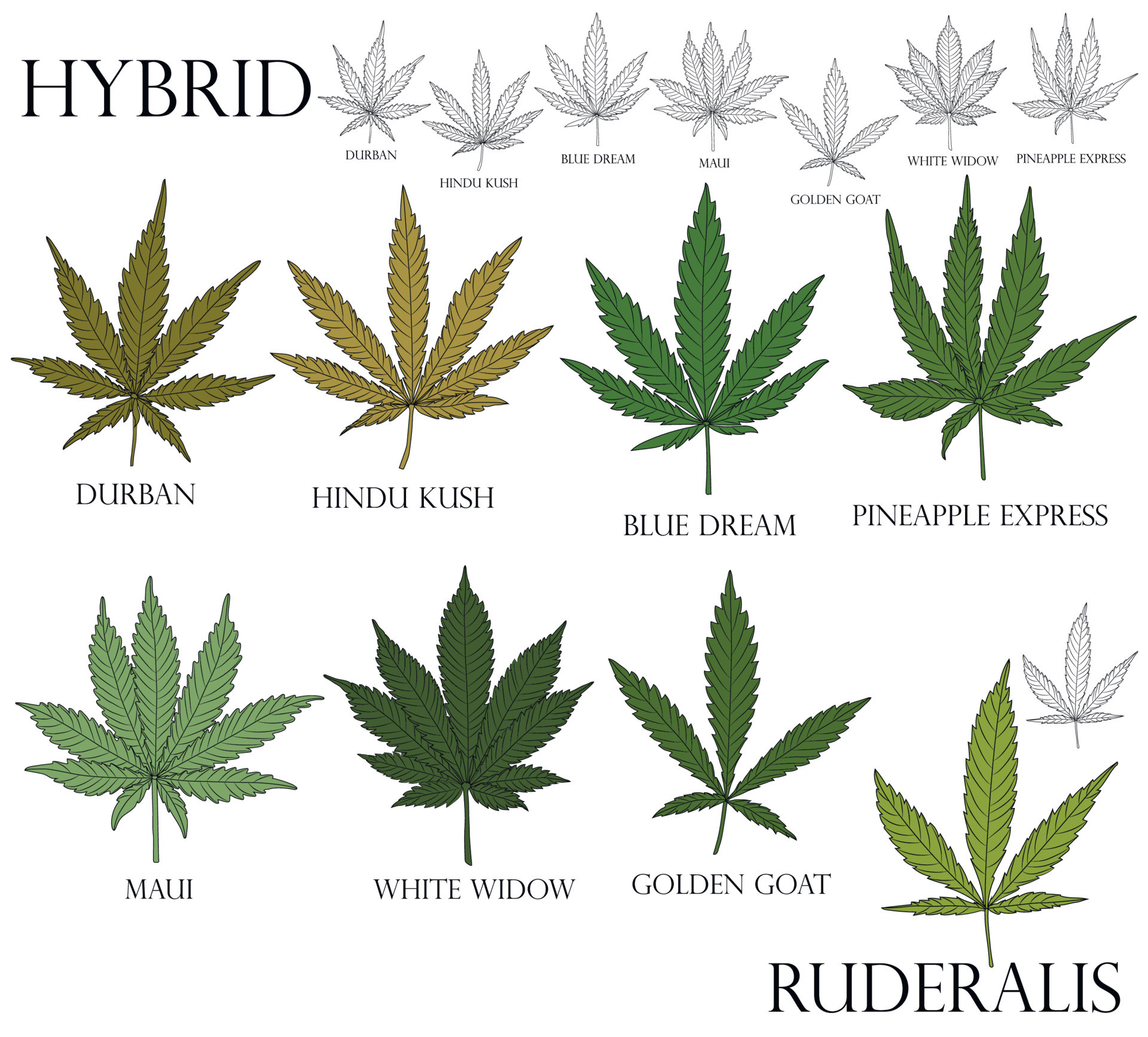Hybrid Cannabis