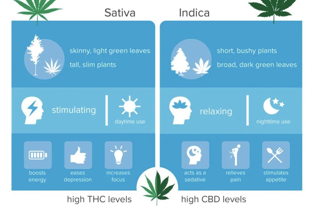 Differences between Sativa and Indica Cannabis