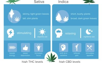Differences between Sativa and Indica Cannabis
