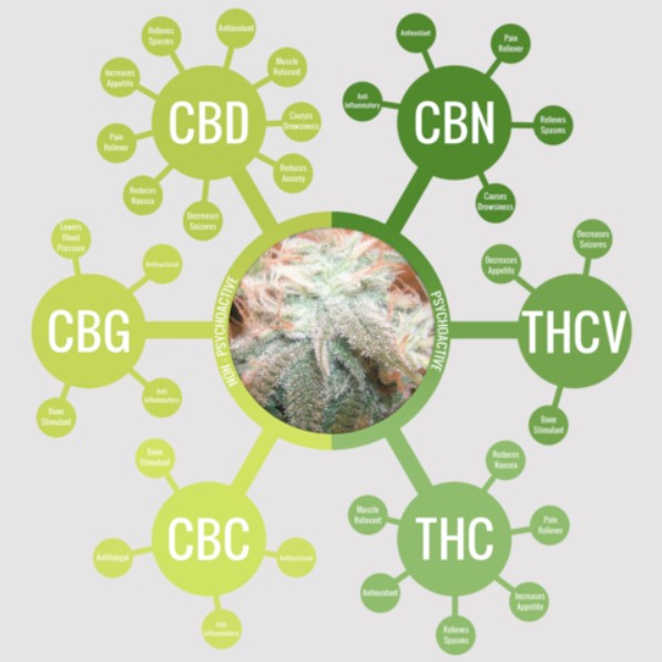 Title: What are Cannabinoids? A Comprehensive Guide to Cannabis Compounds